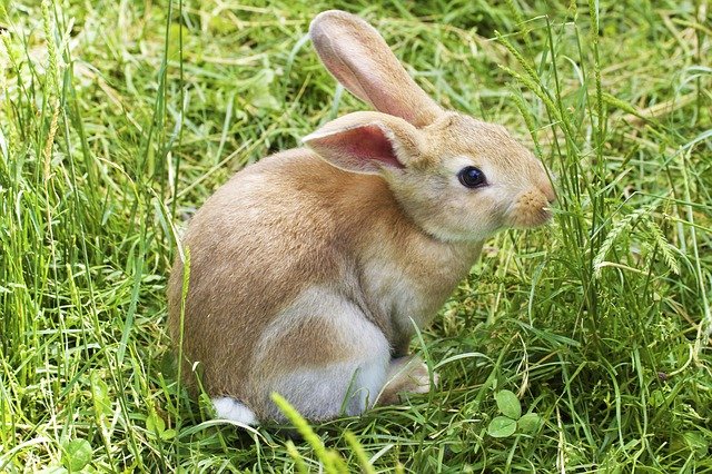 うさぎ　チモシー　食べない